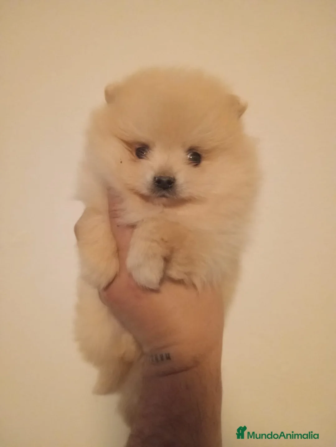 Pomerania perros en venta: Pomerania  - Anuncio 3