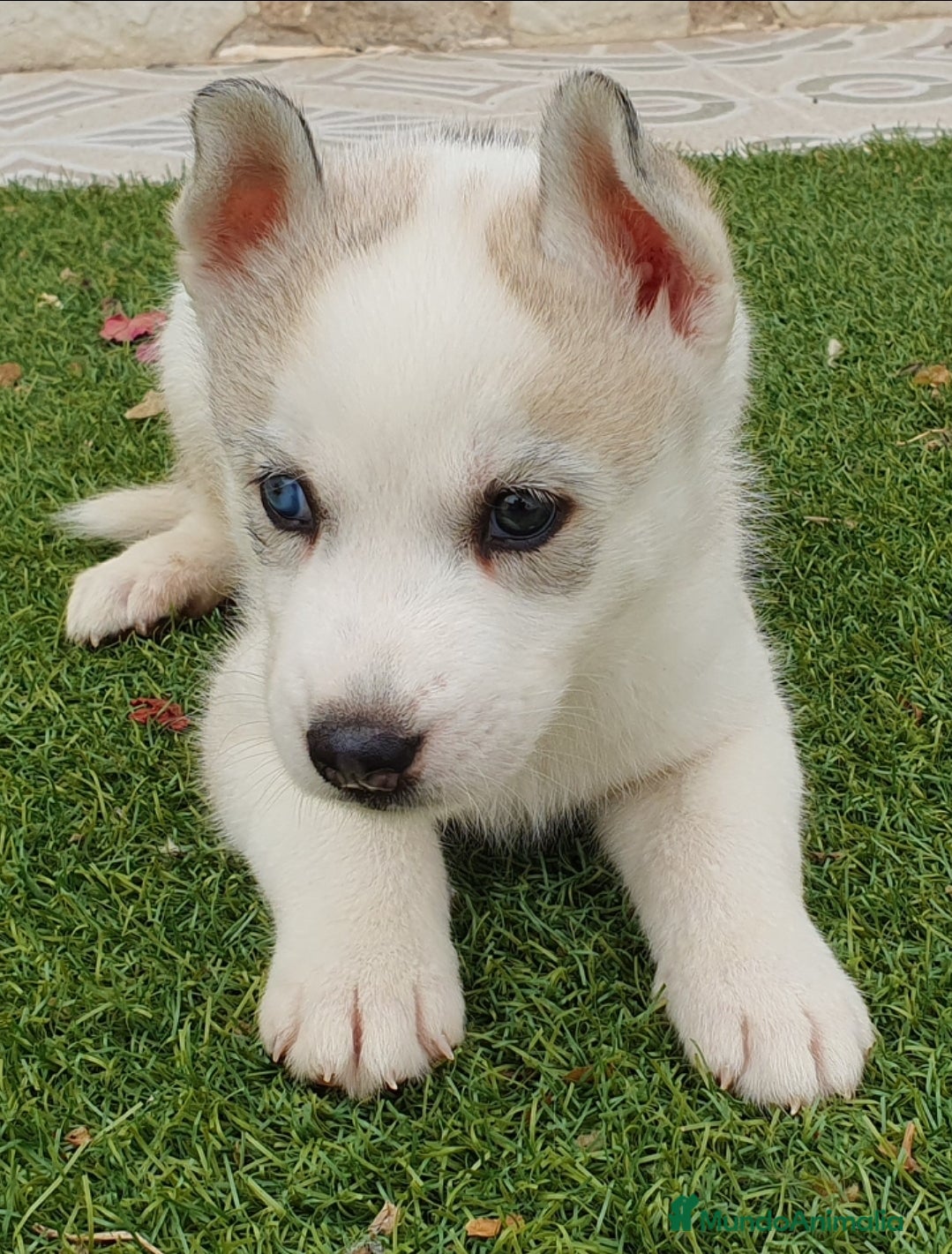 Husky Siberiano perros Husky gris, negro y agouti  - Anuncio 1