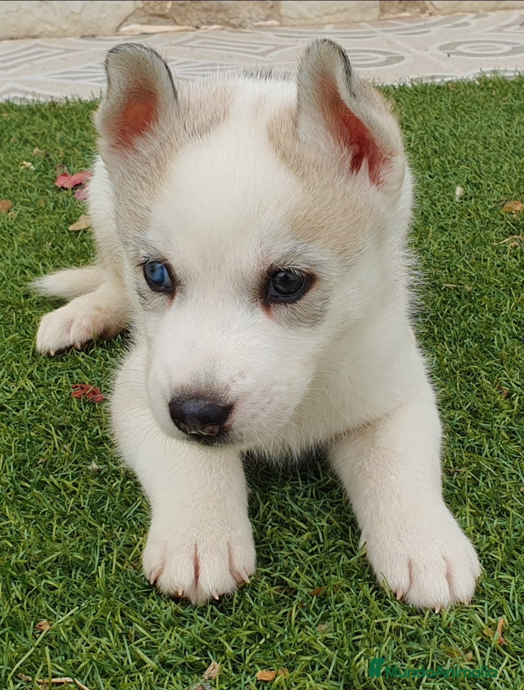 Husky Siberiano perros en venta: Husky gris, negro y agouti  - Anuncio 1