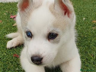 Husky Siberiano perros Husky gris, negro y agouti - Anuncio 1