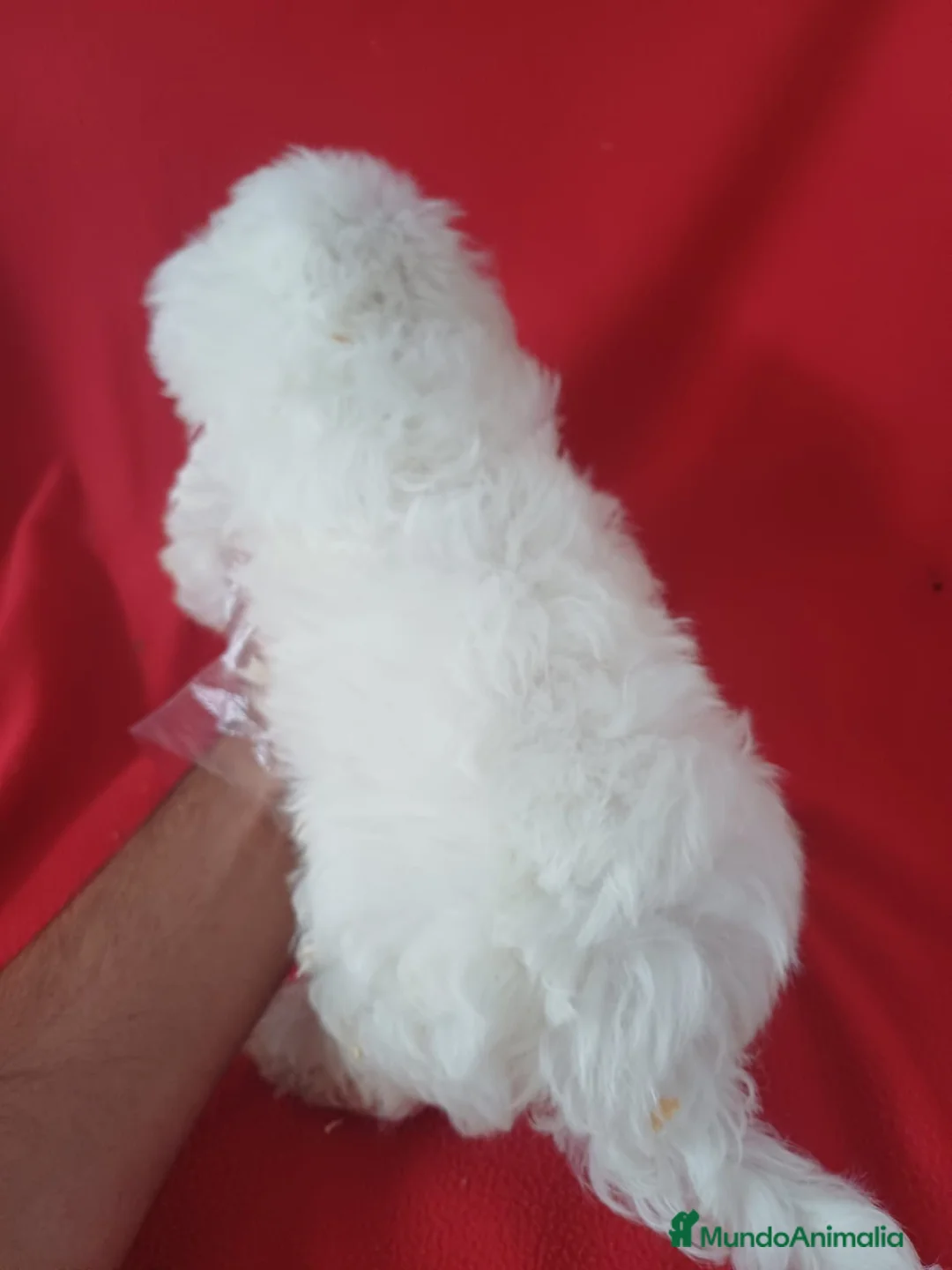 Bichón Maltés perros en venta: Bichon Maltés Americano  - Anuncio 4