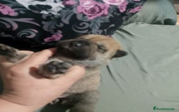 Raza Mixta perros en venta: Cachorros de sharpei con husky Siberiano  - Imagen 13