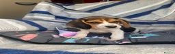 Beagle perros en venta: BEAGLE //// BICOLOR  en Badajoz - Anuncio 2
