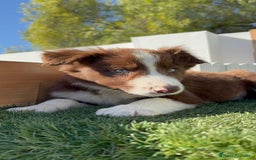 Border Collie perros en venta: BORDER COLLIE - Anuncio 13