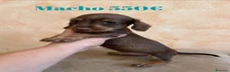 Teckel Miniatura perros en venta: Impresionantes teckel mini  - Anuncio 3