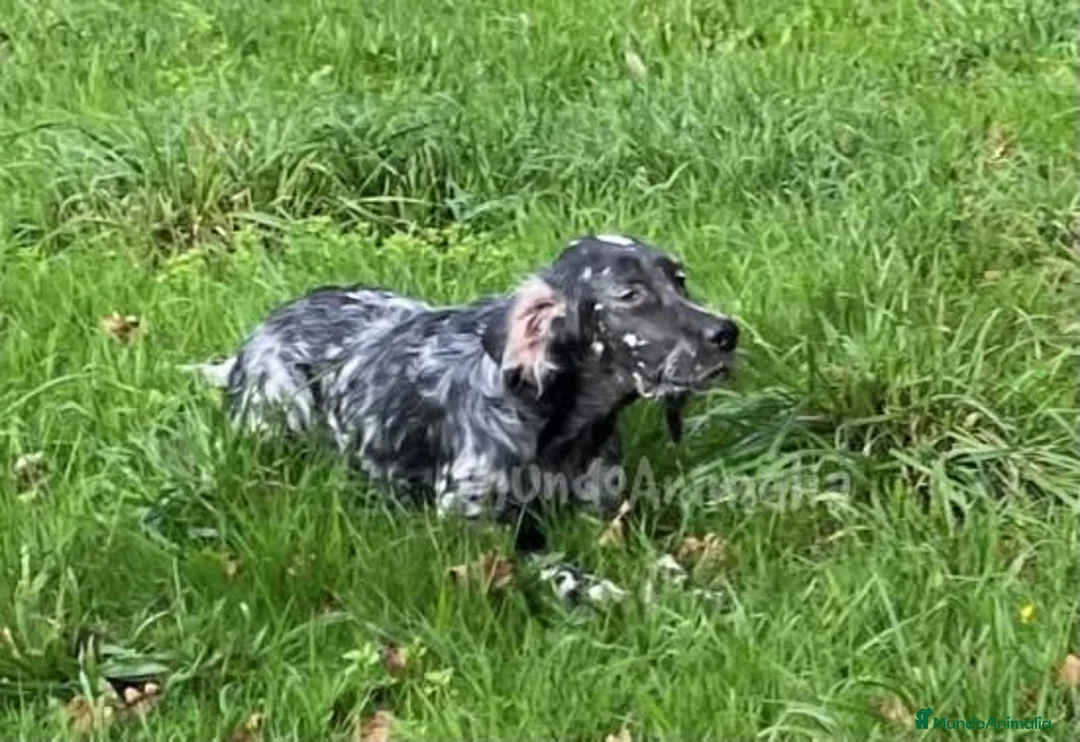 Imagen de galería {{count}}