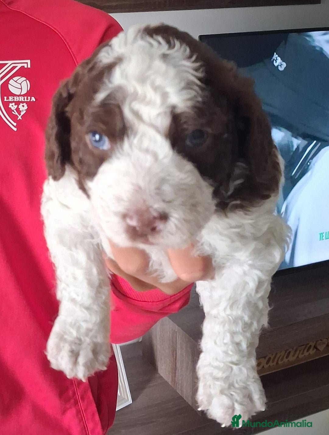 Perro de Agua Español perros en venta: PERRO DE AGUA ESPAÑOL - Anuncio 1