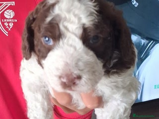 Perro de Agua Español perros PERRO DE AGUA ESPAÑOL - Anuncio 1