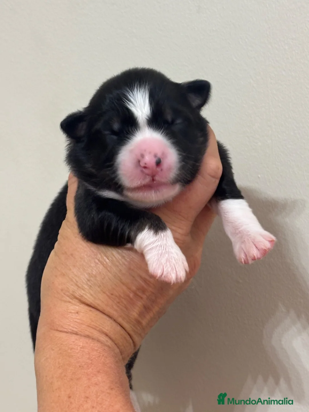Pastor Australiano perros en venta: Cachorros pastor australiano  - Anuncio 2