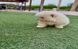 Pomerania perros en venta: Pomeranias calidad - Imagen 2