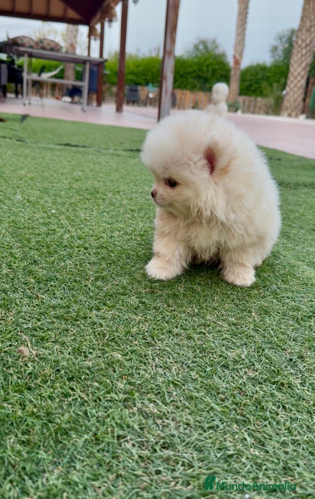 Pomerania perros en venta: Pomeranias calidad - Imagen 2