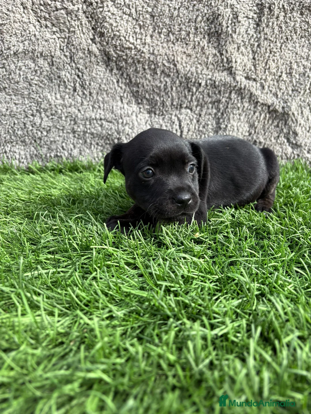 Staffordshire Bull Terrier perros en venta: Hembra de Staffordshire Bull Terrier  - Anuncio 2