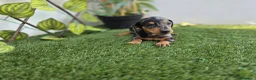 Teckel Miniatura perros en venta: TECKEL MINIATURA ARLEQUIN - Anuncio 3