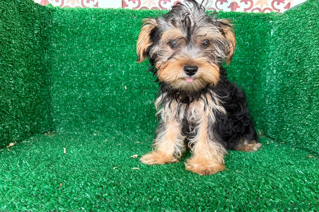 Yorkshire Terrier perros en venta: yorkshire terrier - Anuncio 2