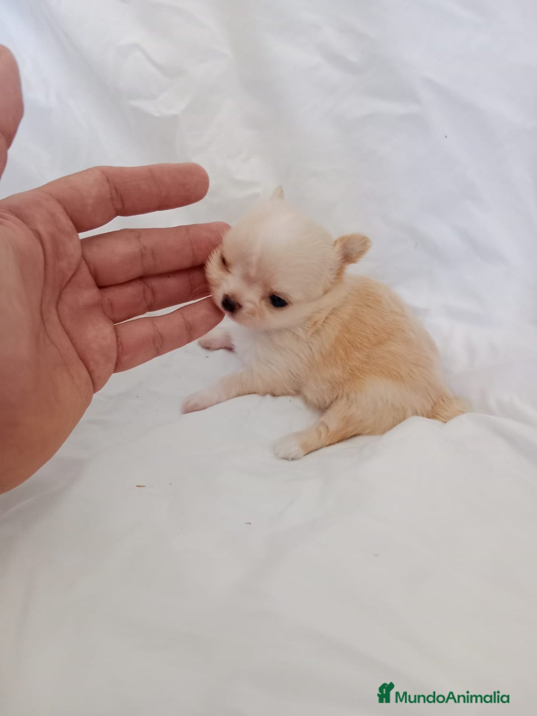 Chihuahua perros en venta: IMPRESIONANTE  CHIHUAHUA   LINEA  TOY  - Anuncio 10