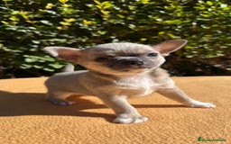 Chihuahua perros en venta: Machito chihuahua color exótico  - Imagen 2