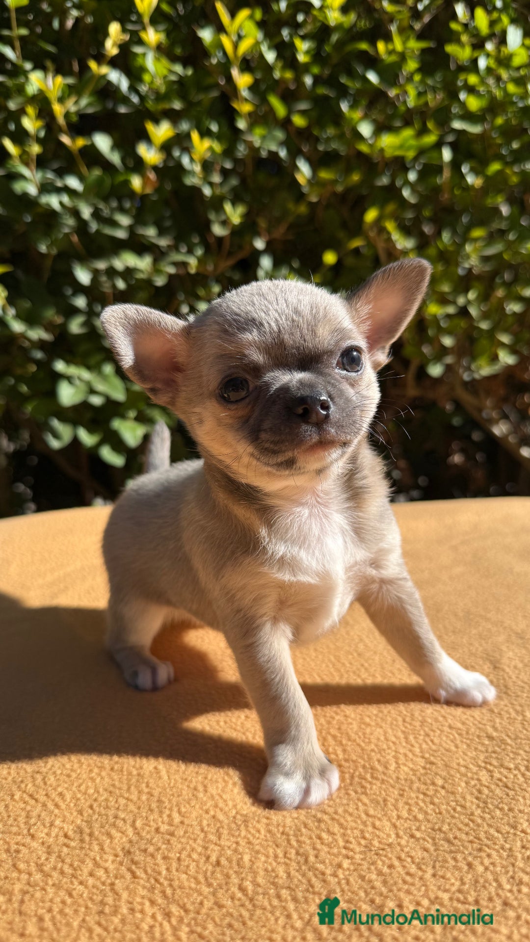 Chihuahua perros en venta: Machito chihuahua color exótico  - Imagen 2