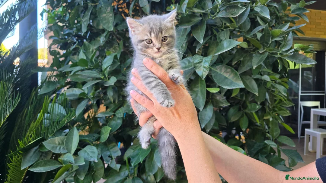 Scottish Fold gatos en venta: Gatcot.com - Anuncio 2