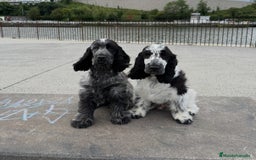 Cocker Spaniel Inglés perros en venta: Excelentes cachorros cocker spaniel ingles - Imagen 7