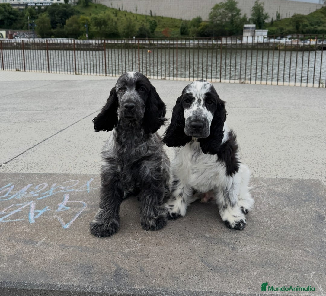 Cocker Spaniel Inglés perros en venta: Excelentes cachorros cocker spaniel ingles - Imagen 7