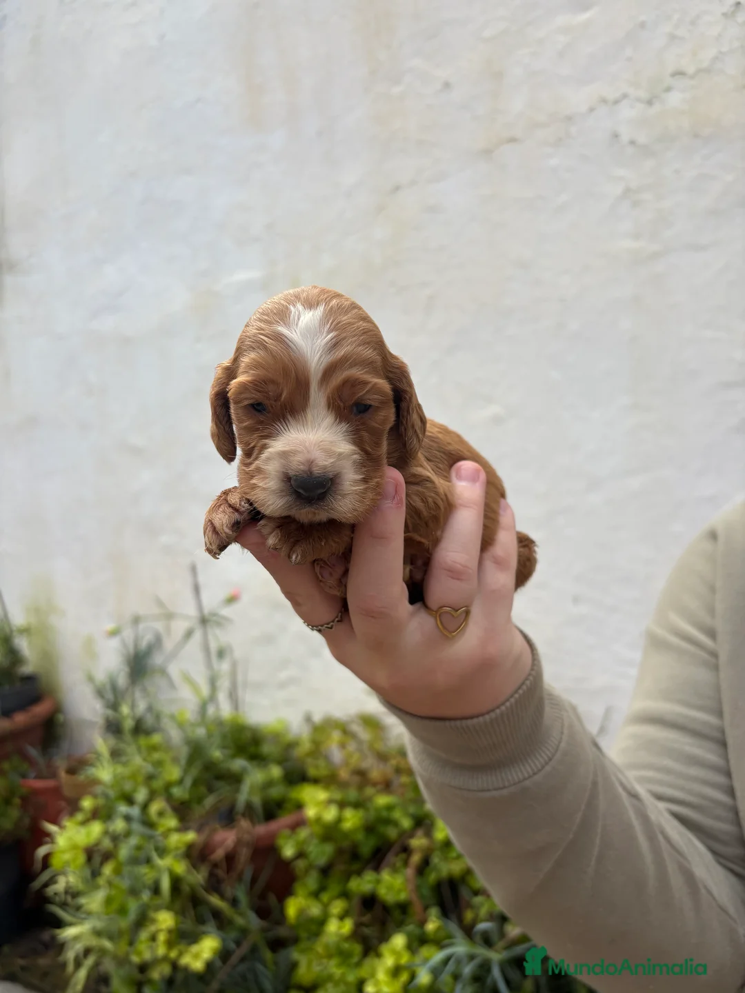 Cocker Spaniel Inglés perros en venta: Cachorritos de Cocker  - Anuncio 4