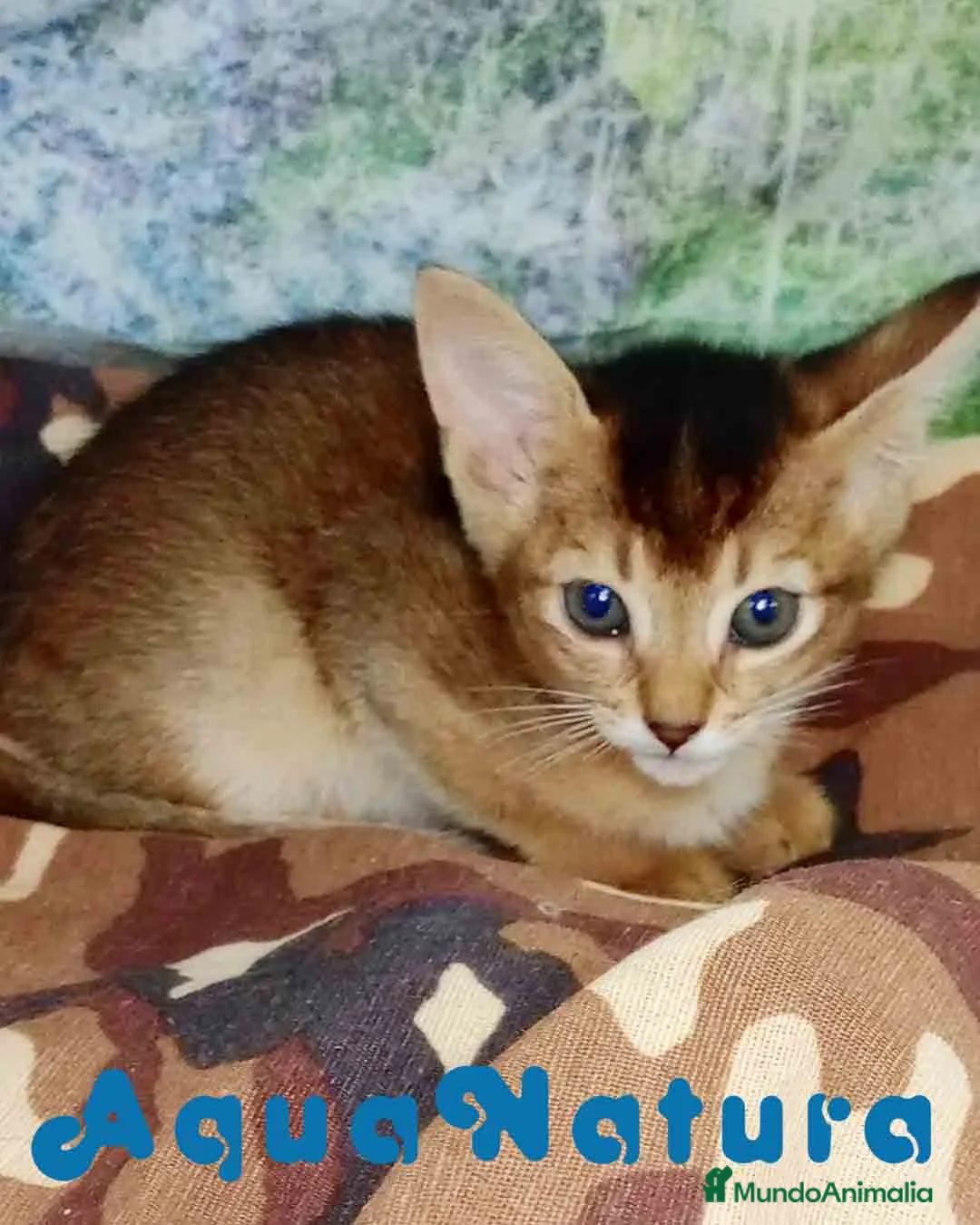 Abisinio gatos en venta: Abisinio Hembra de Santa 4178 - AQUANATURA en Barcelona - Anuncio 2