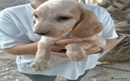 Raza Mixta perros en venta: Coockapoo  - Imagen 2