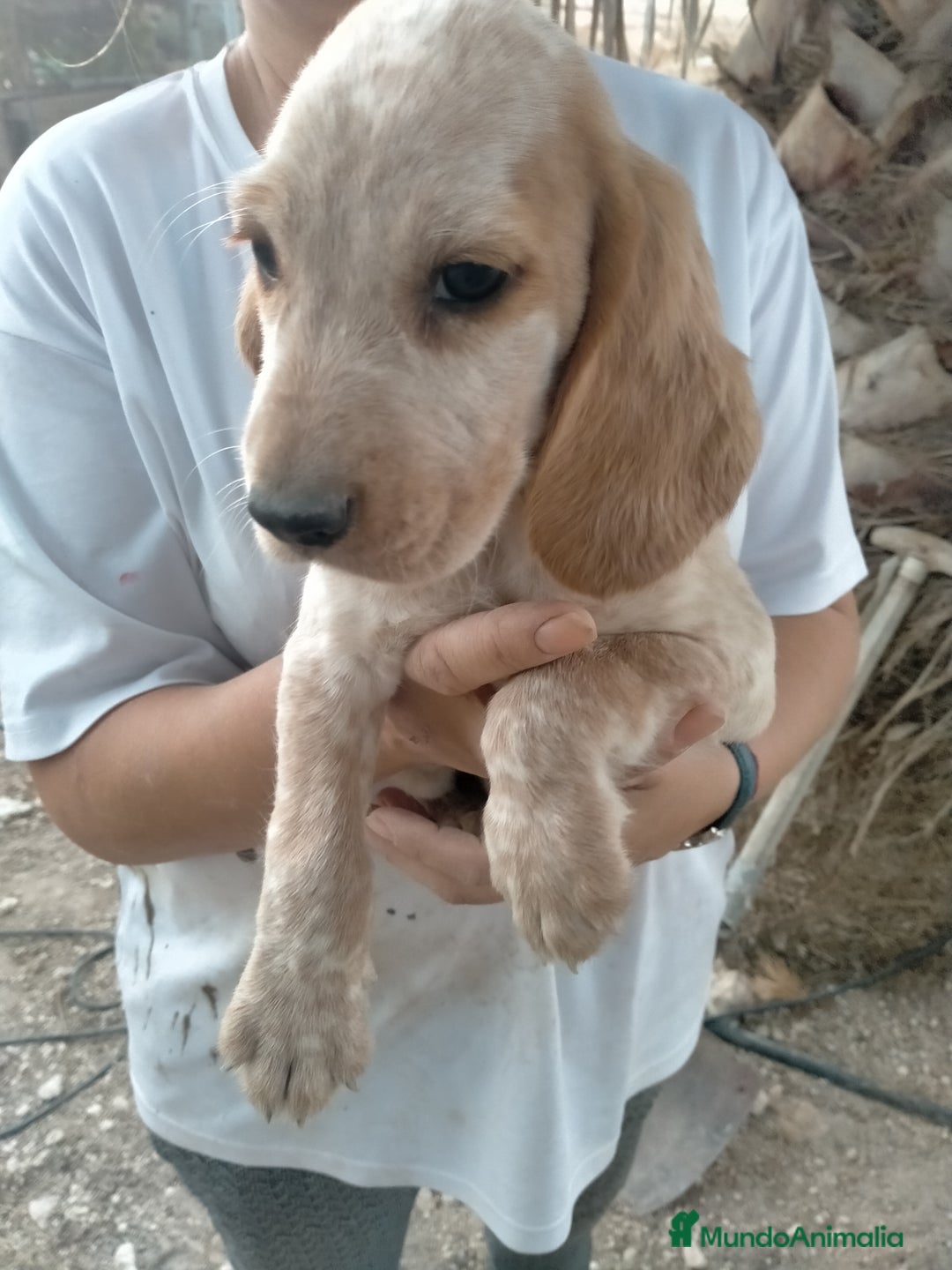 Raza Mixta perros en venta: Coockapoo  - Imagen 2