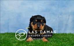 Rottweiler perros en venta: NO SON SIMPLEMENTE CACHORROS DE ROTTWEILER… - Imagen 3