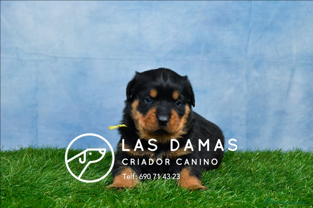 Rottweiler perros en venta: NO SON SIMPLEMENTE CACHORROS DE ROTTWEILER… - Imagen 3