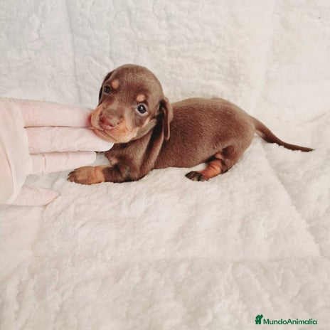 Teckel Miniatura perros - Anuncio 16