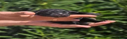 Cane Corso perros en venta: Cachorros Cane Corso – negros, grises y atigrados - Anuncio 2
