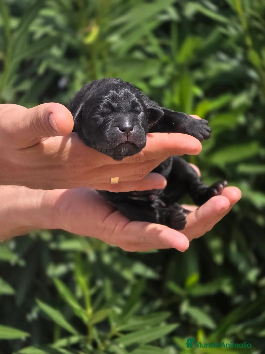 Cane Corso perros en venta: Cachorros Cane Corso – negros, grises y atigrados - Anuncio 2