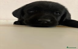 Labrador Retriever perros en venta: LABRADORES RETRIEVER - Imagen 3