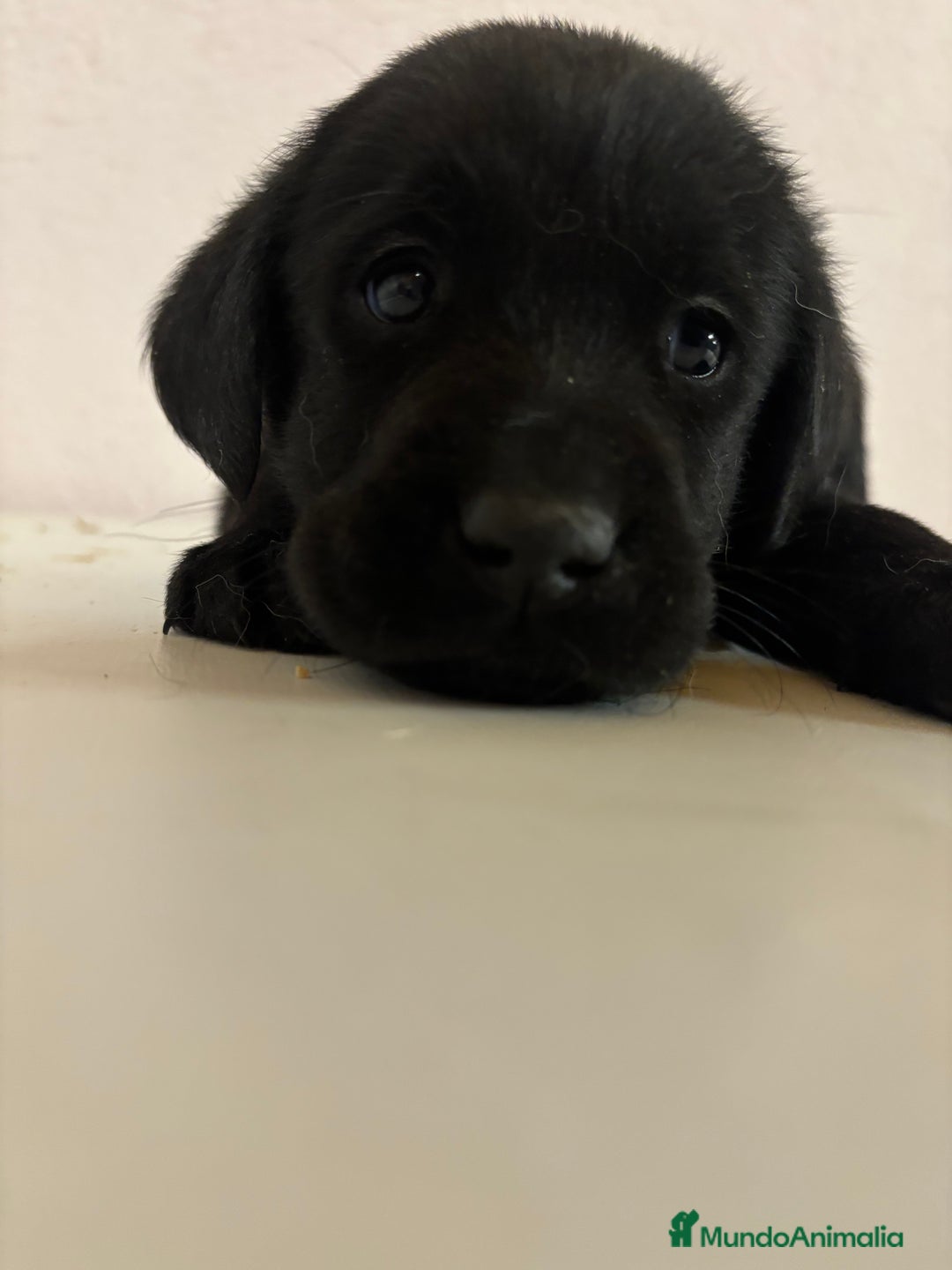 Labrador Retriever perros en venta: LABRADORES RETRIEVER - Imagen 3
