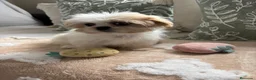 Shih Tzu perros en venta: Shih tzu  - Anuncio 2
