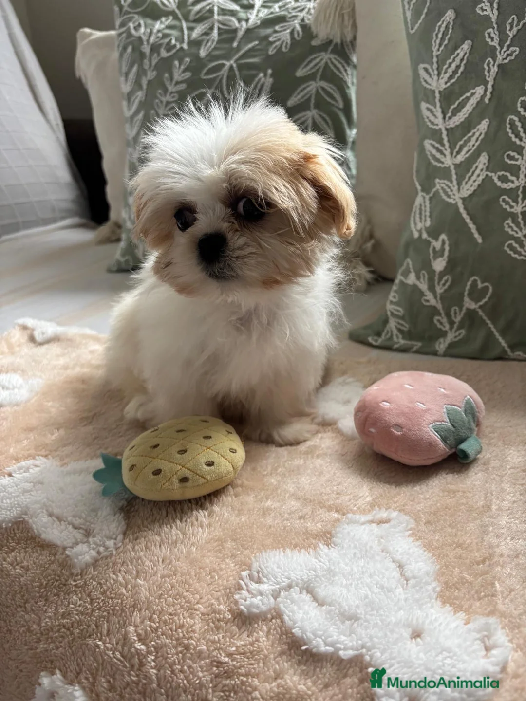 Shih Tzu perros en venta: Shih tzu  - Anuncio 2