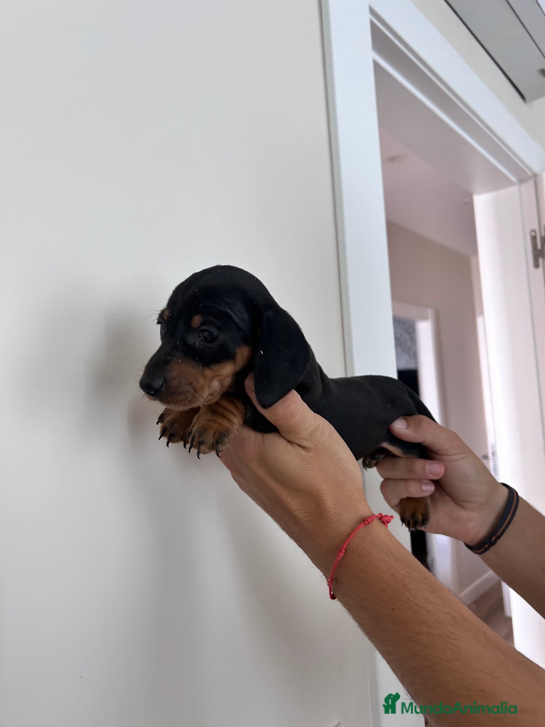 Teckel Miniatura perros en venta: teckel mini  - Imagen 6
