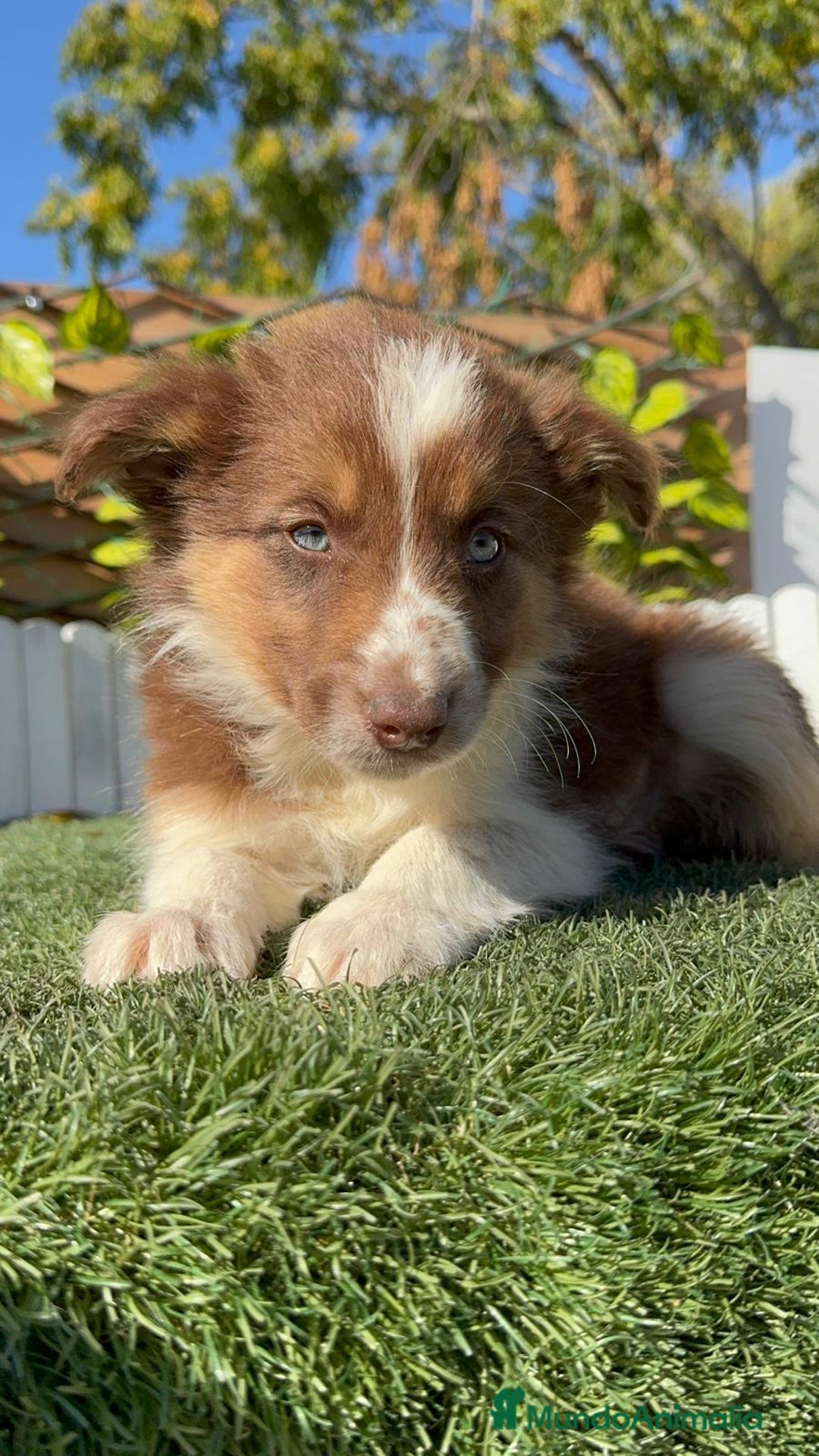 Border Collie perros en venta: BORDER COLLIE HEMBRA - Anuncio 10