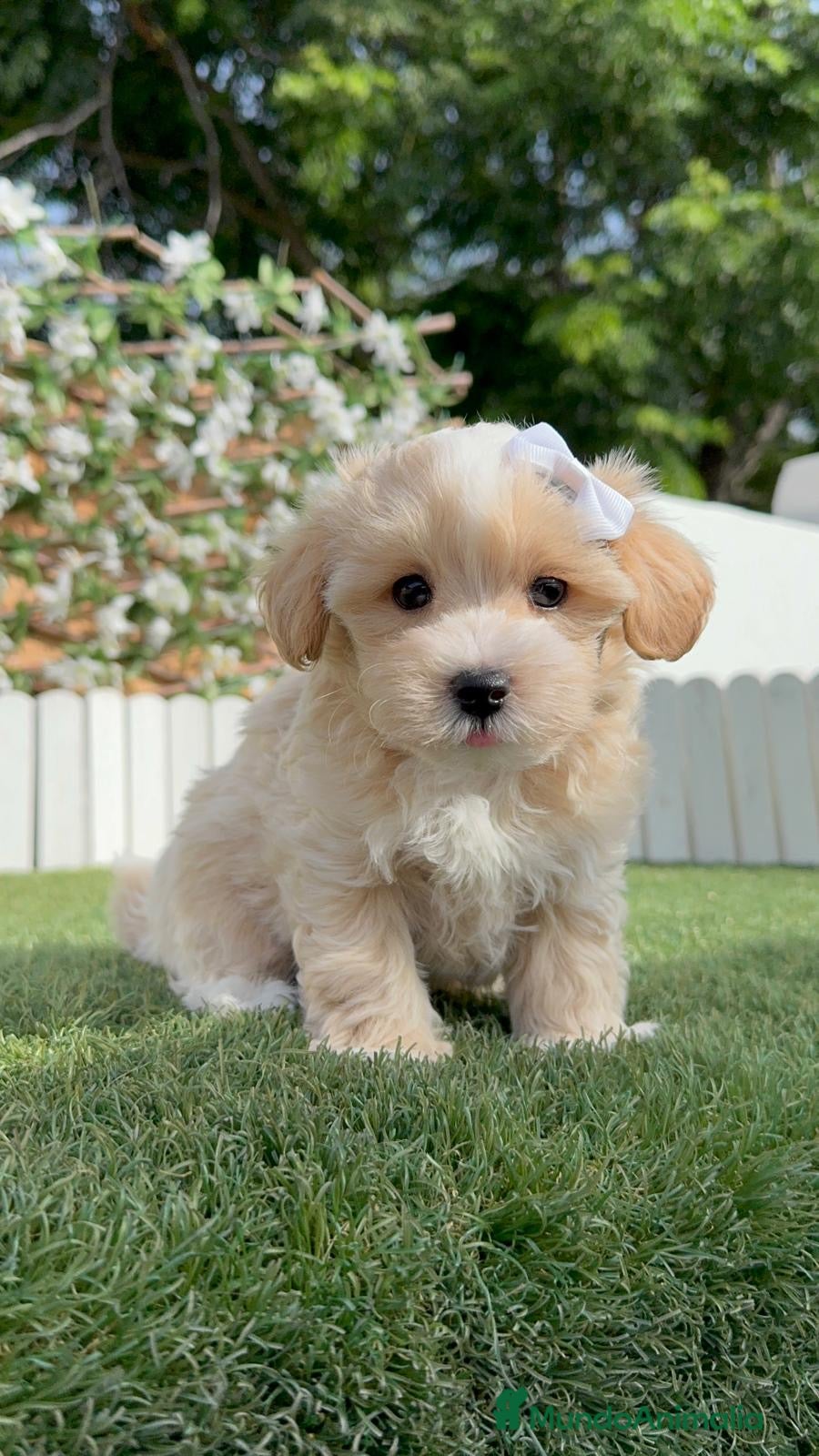 Maltipoo perros MALTIPOO  - Anuncio 1