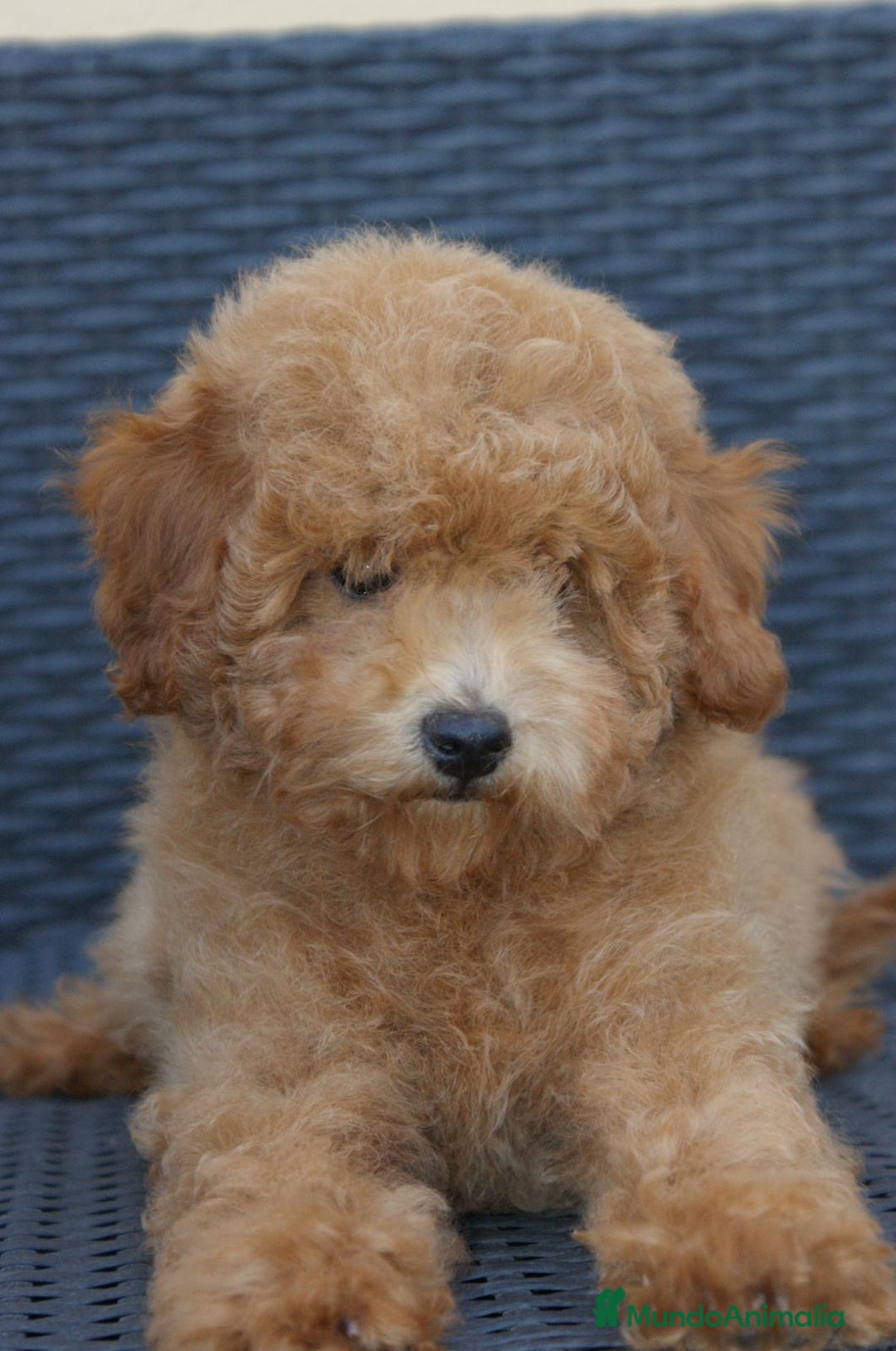 Caniche Toy perros en venta: CANICHES TOY - Anuncio 2