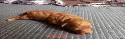 Caniche Toy perros en venta: Caniche Rojo. - Anuncio 5