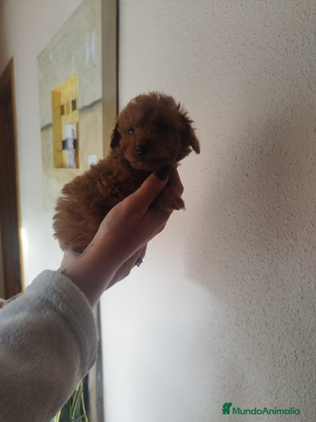 Caniche Toy perros en venta: Caniche hembra roja EXCLUSIVAS - Anuncio 4