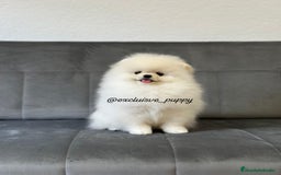Pomerania perros en venta: 🥇 Auténtica Lulu de Pomerania  - Imagen 2