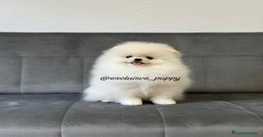 Pomerania perros - Propaganda 8