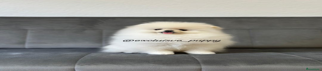 Pomerania Cachorro 1