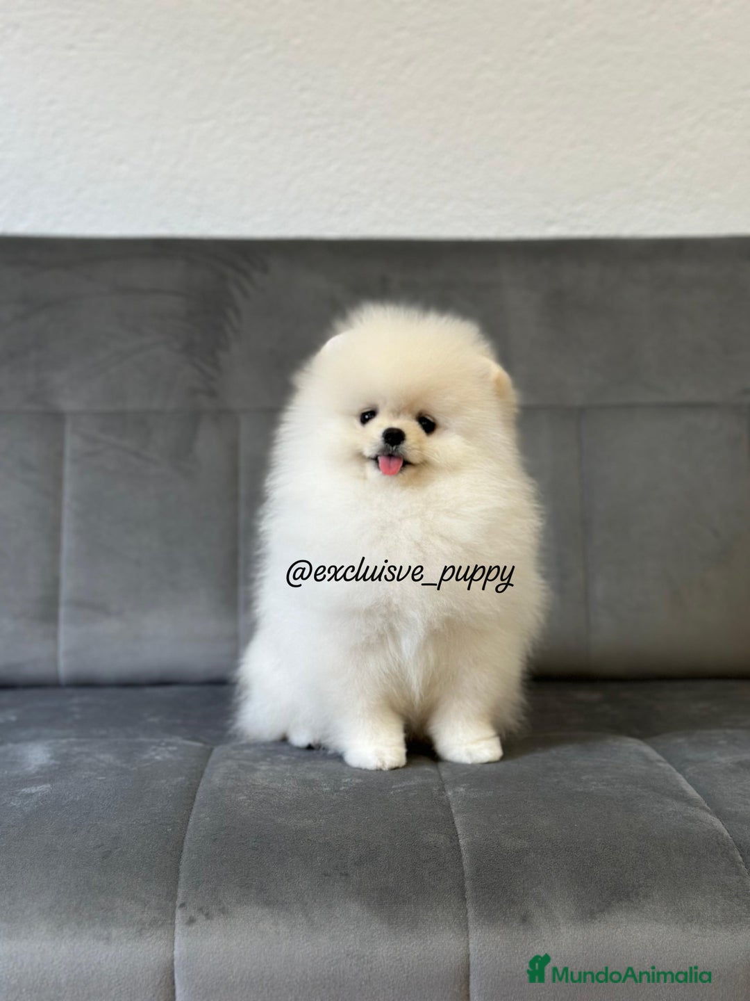 Pomerania perros en venta: 🥇 Auténtica Lulu de Pomerania  - Imagen 2