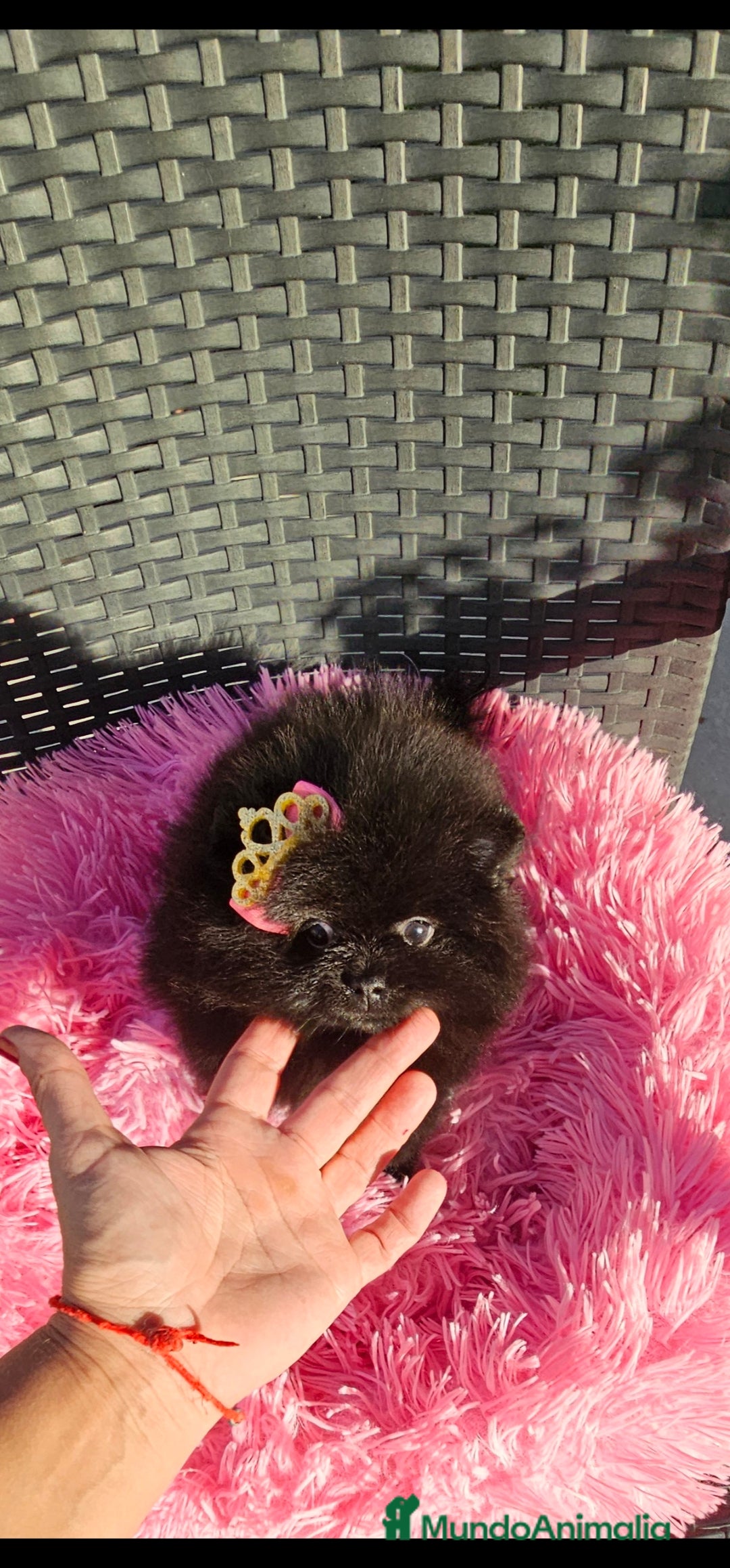 Pomerania perros en venta: Preciosa hembrita negra - Imagen 1