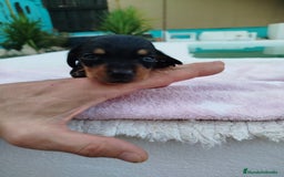 Teckel Miniatura perros en venta: Teckel mini  - Imagen 4