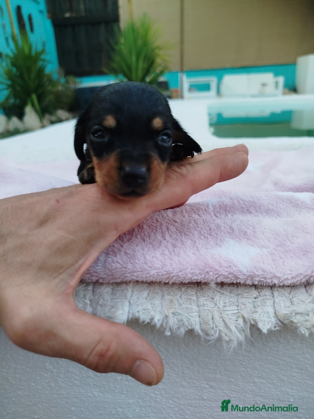 Teckel Miniatura perros en venta: Teckel mini  - Imagen 4